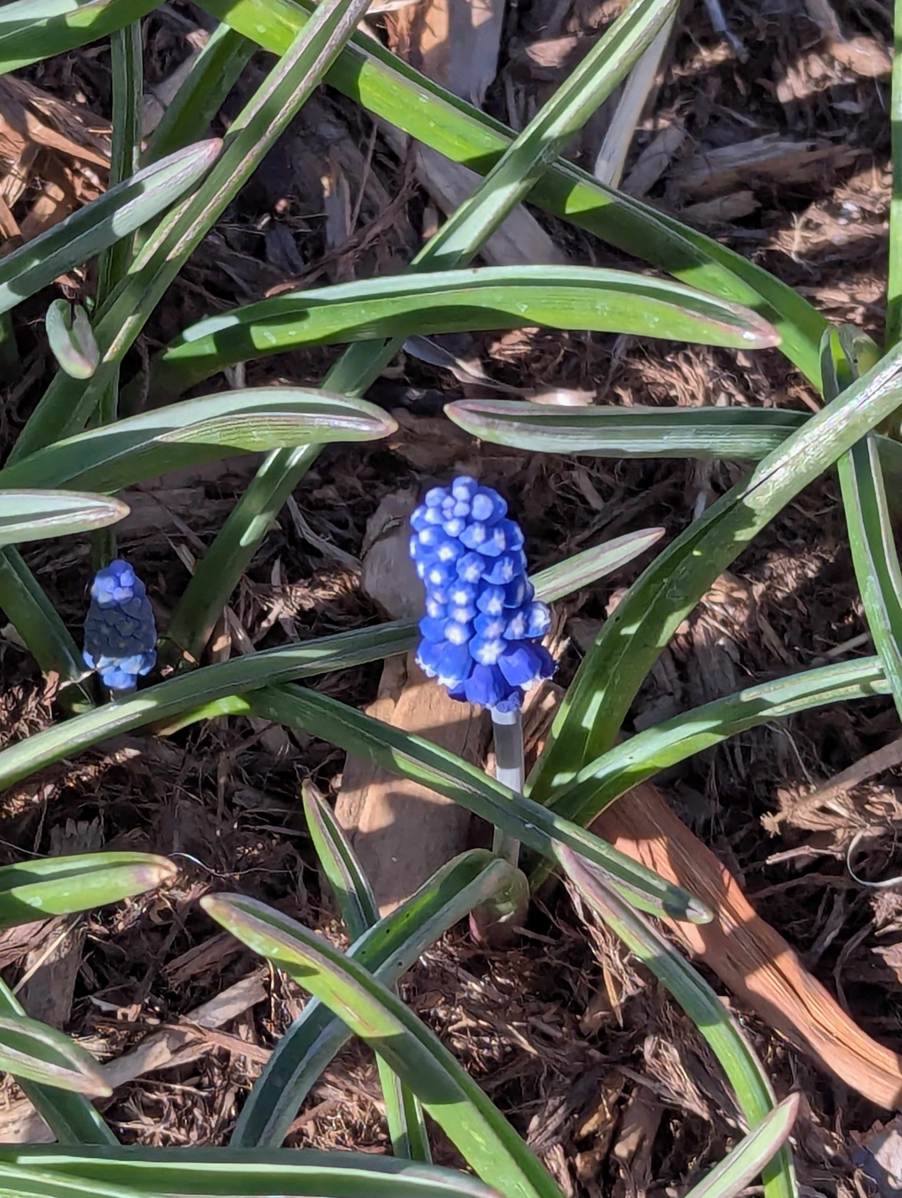 Grape Hyacinth, Morrison, Colorado